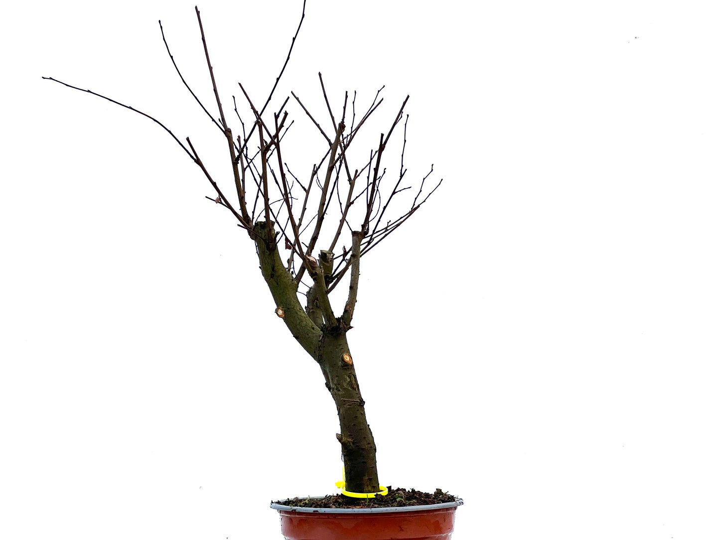 Ulmus Minor 3409