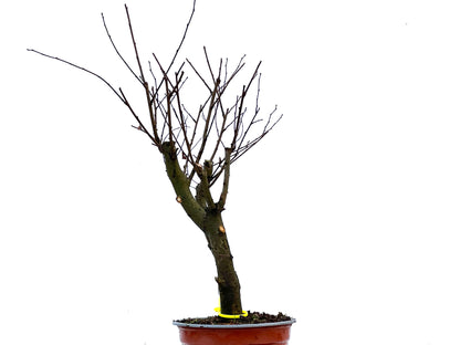 Ulmus Minor 3409