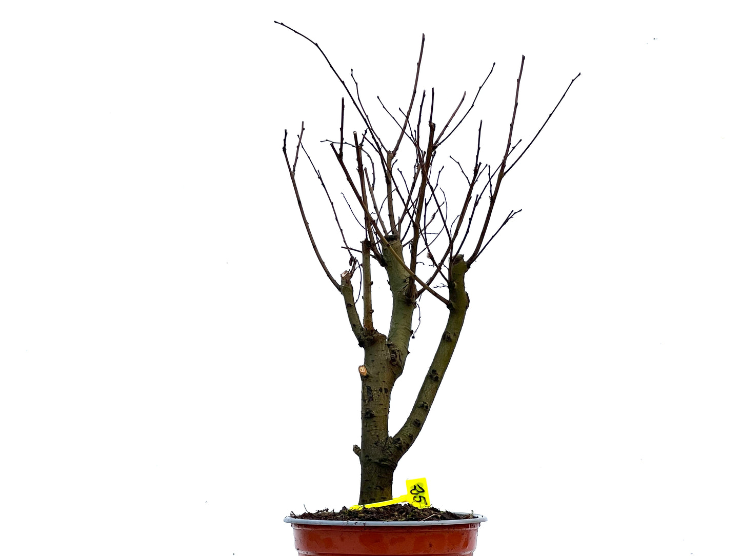 Ulmus Minor 3409