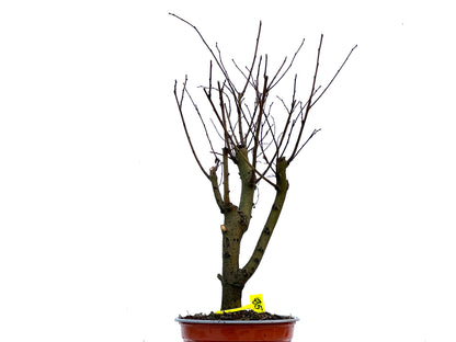 Ulmus Minor 3409