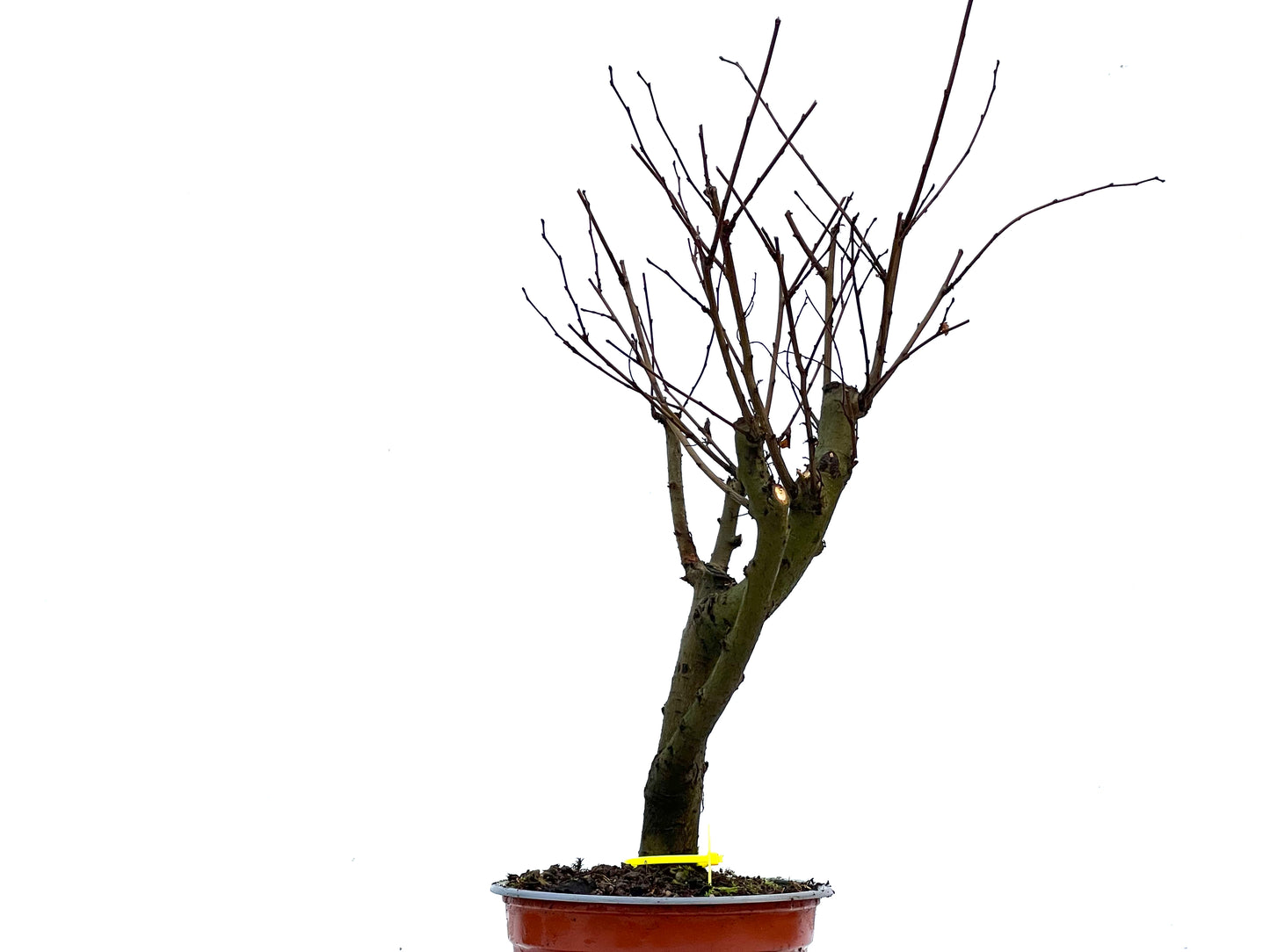 Ulmus Minor 3409
