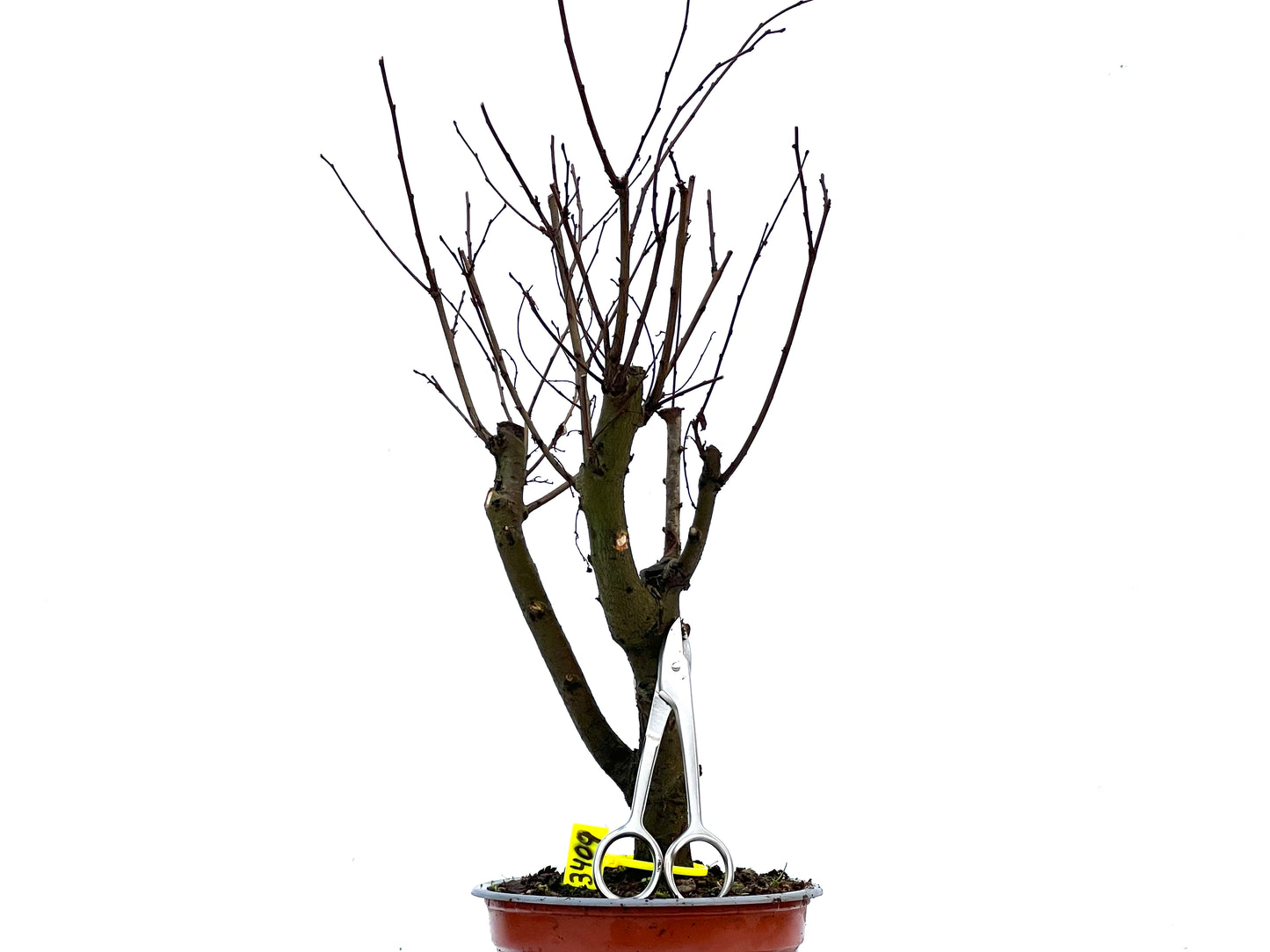 Ulmus Minor 3409