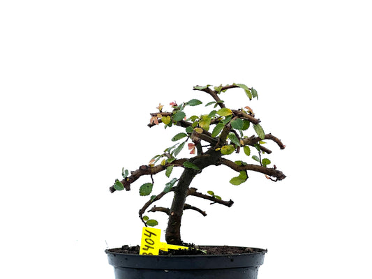 Ulmus Parvifolia 3404