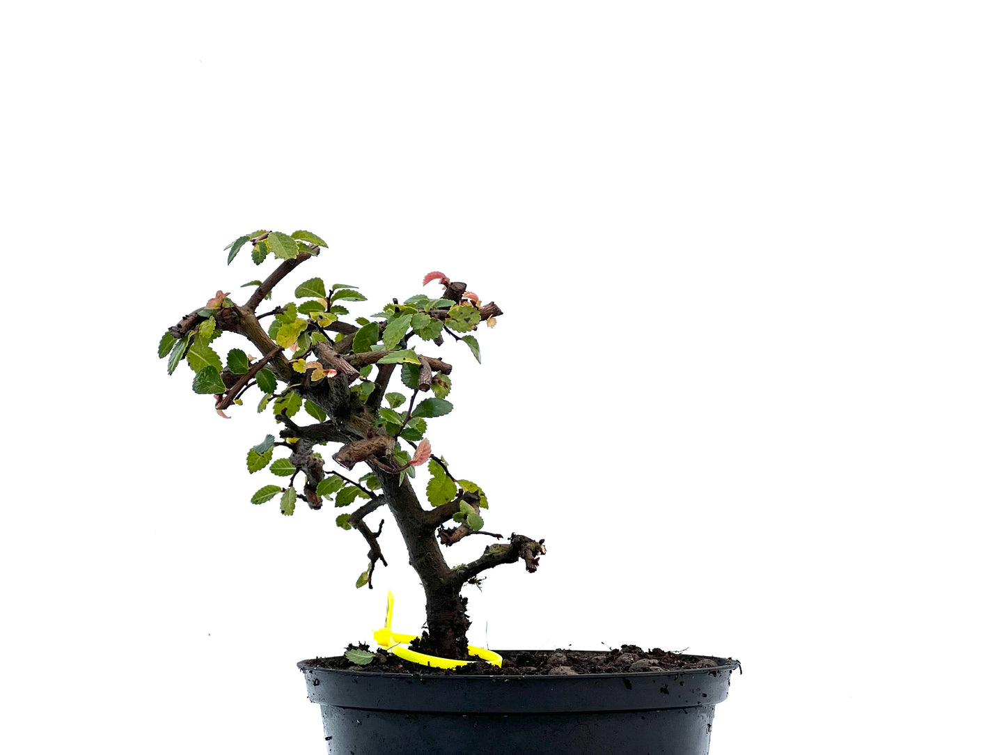 Ulmus Parvifolia 3404