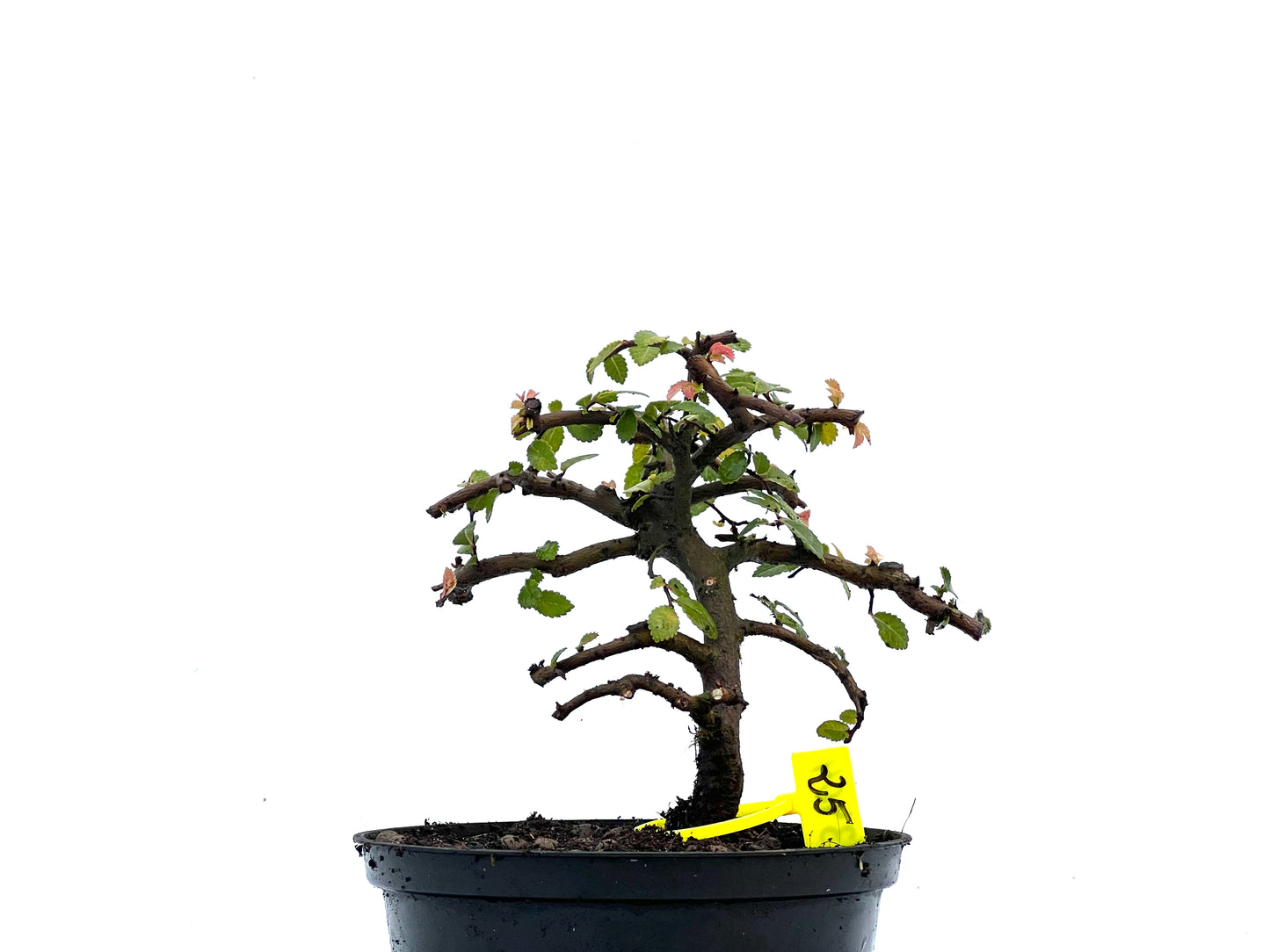 Ulmus Parvifolia 3404