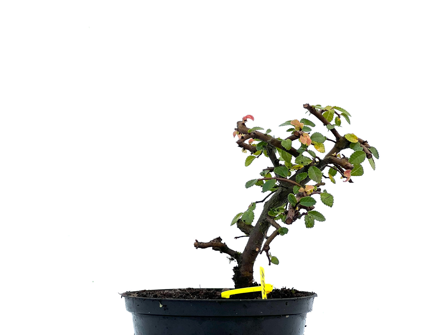 Ulmus Parvifolia 3404