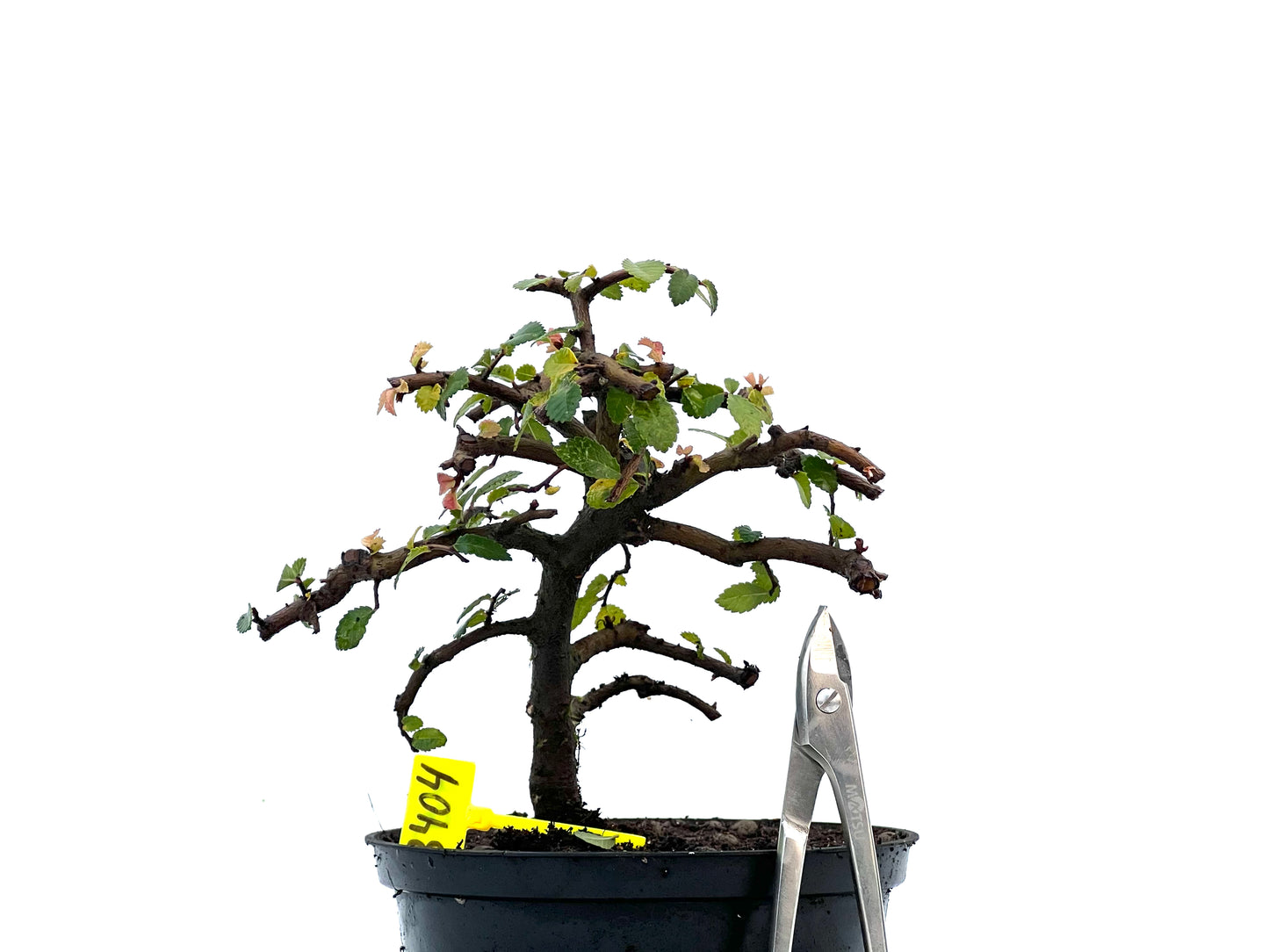 Ulmus Parvifolia 3404