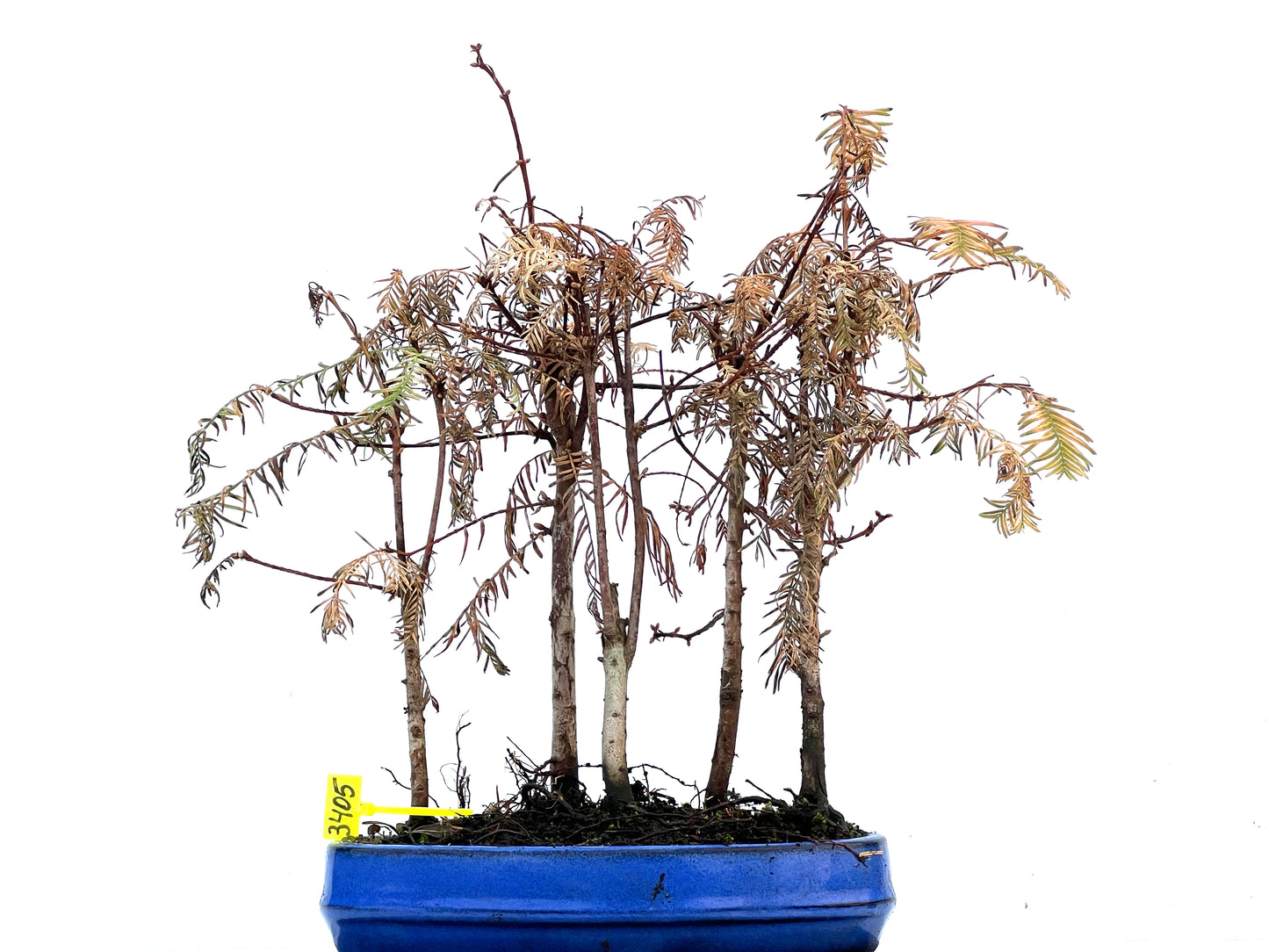 Bosque Metasequoia 3405
