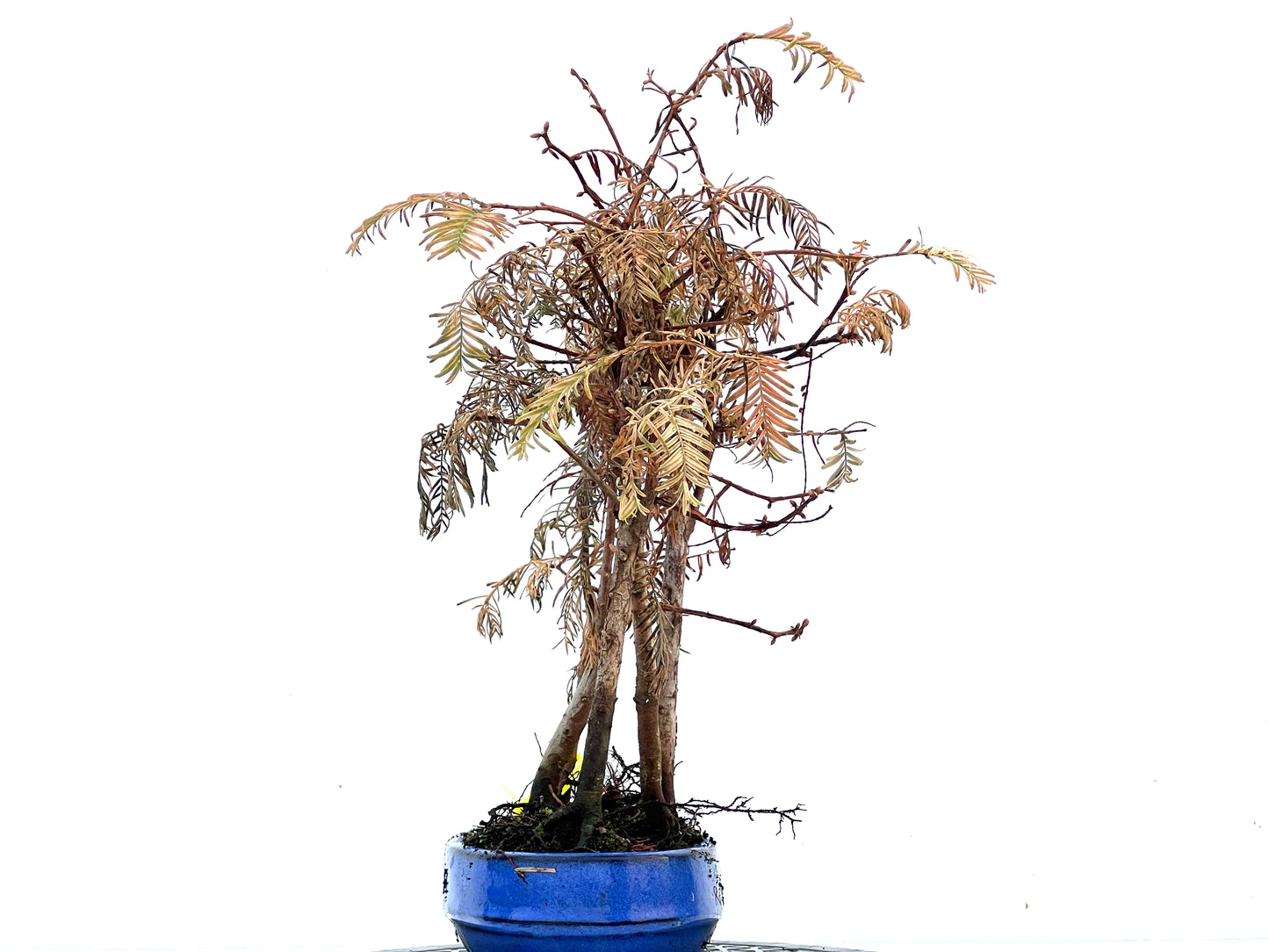 Bosque Metasequoia 3405