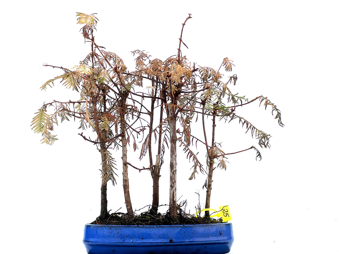 Bosque Metasequoia 3405