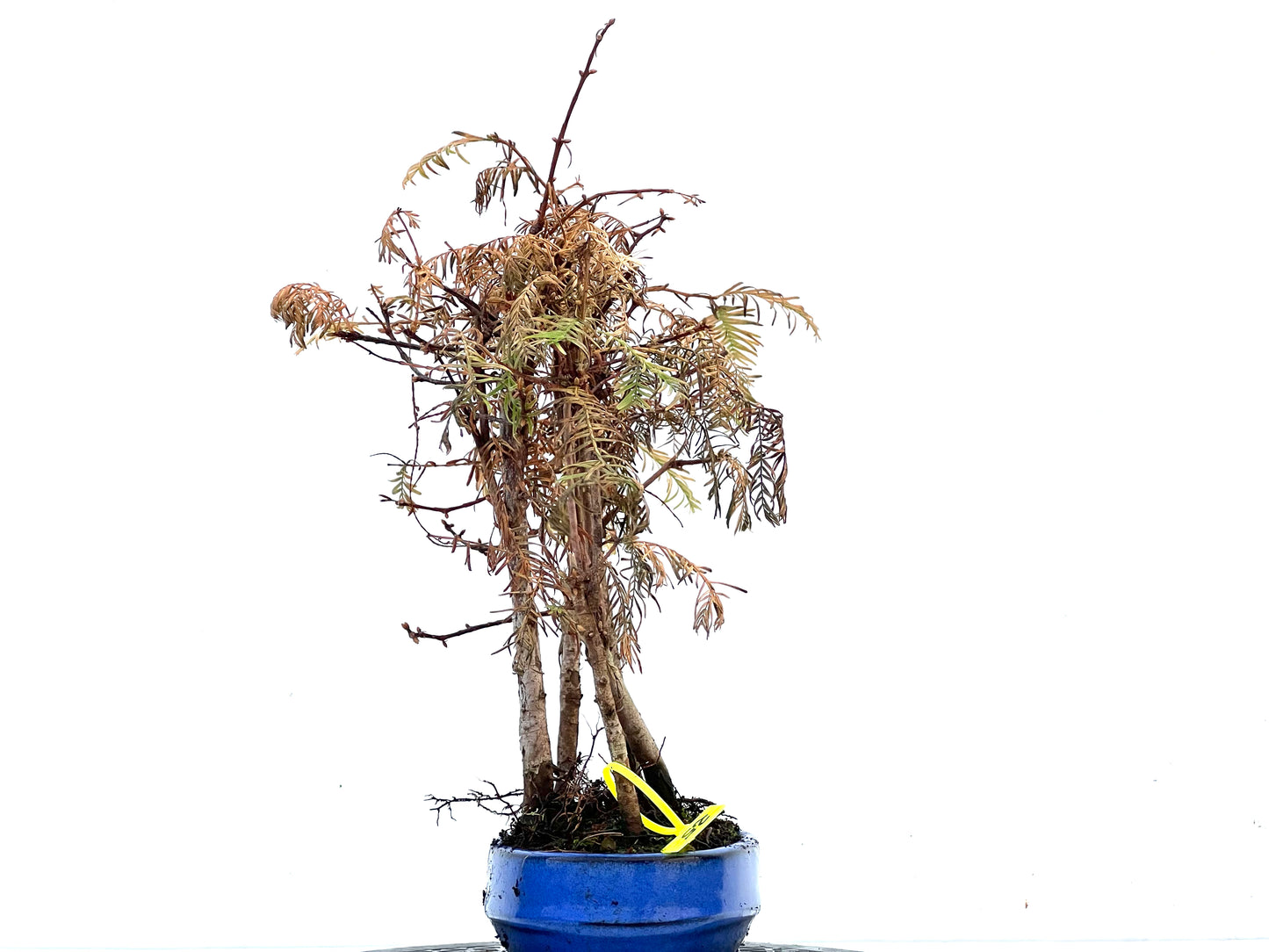 Bosque Metasequoia 3405