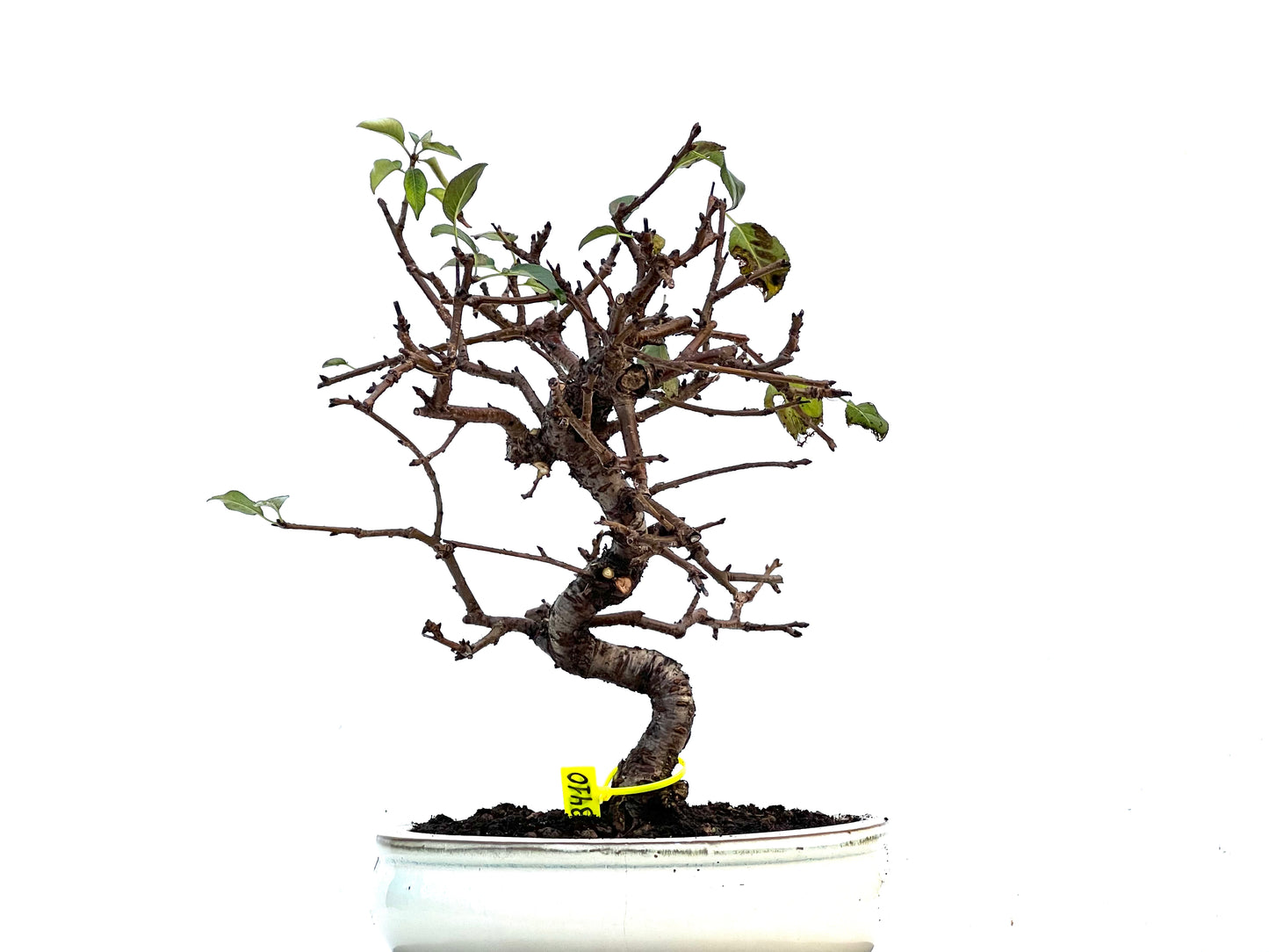 Prunus Mahaleb 3410