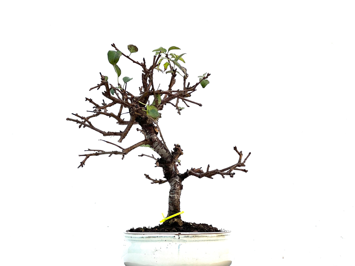 Prunus Mahaleb 3410