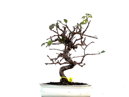 Prunus Mahaleb 3410