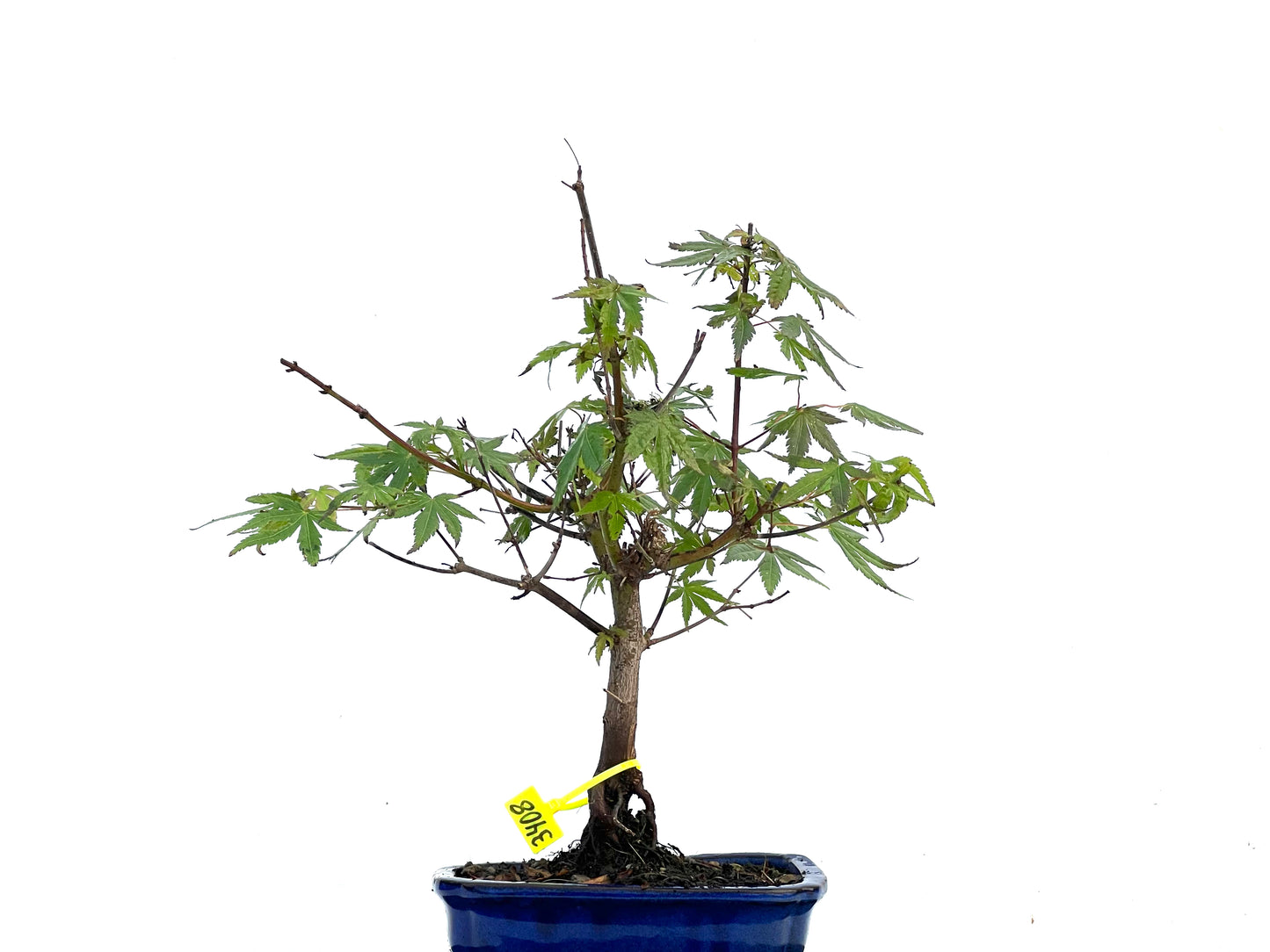 Acer Palmatum 3408