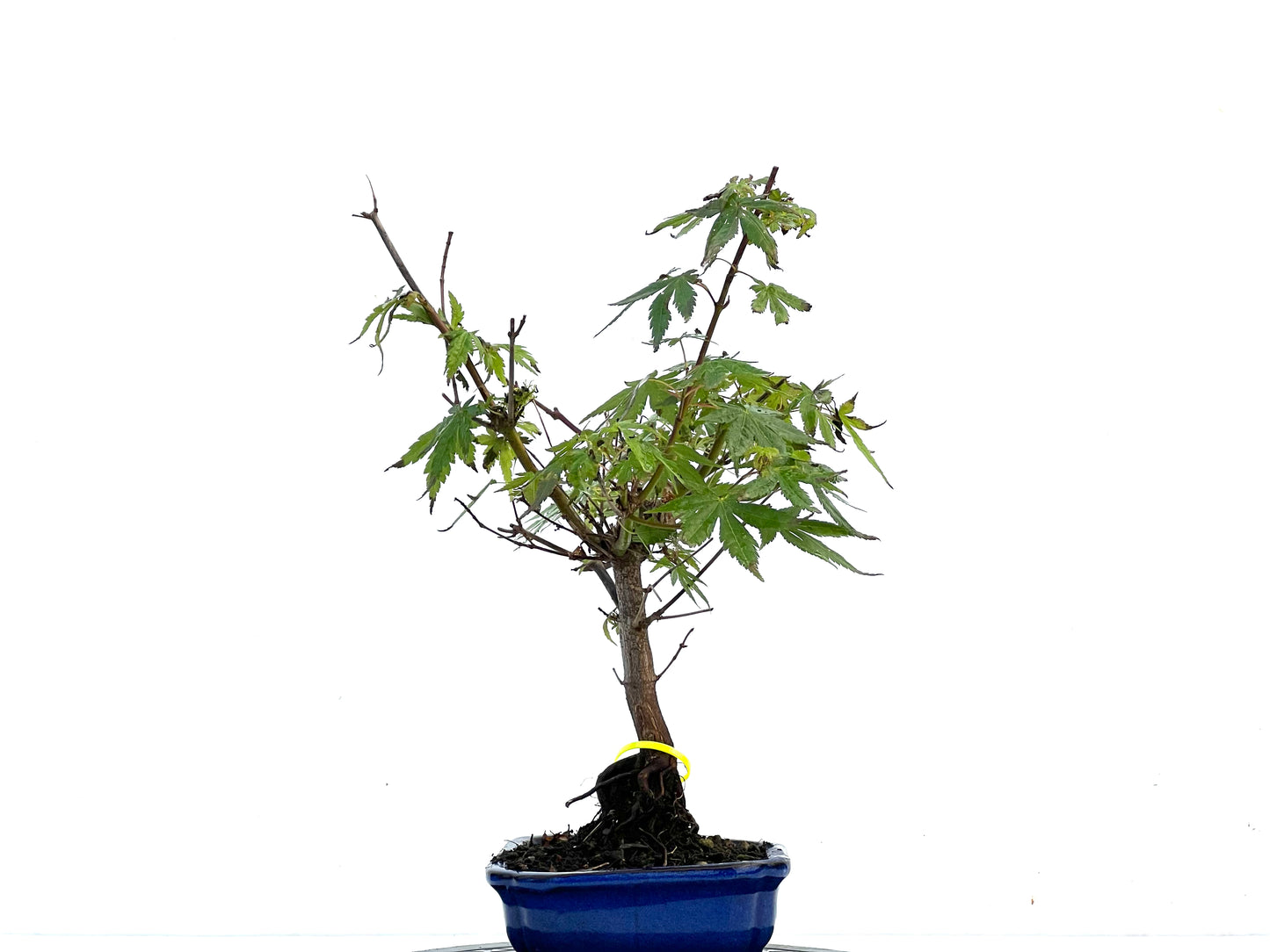 Acer Palmatum 3408