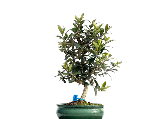 Olea Europaea 1015