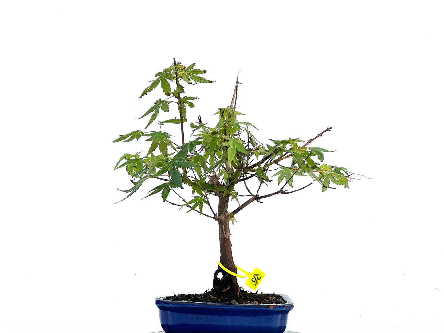 Acer Palmatum 3408
