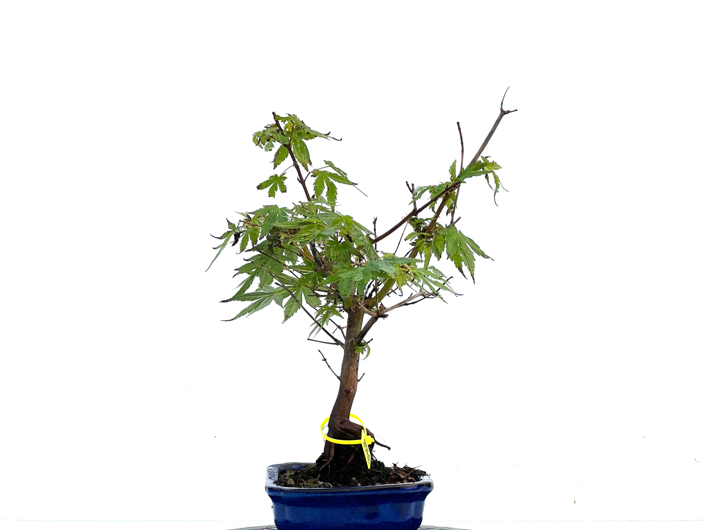 Acer Palmatum 3408