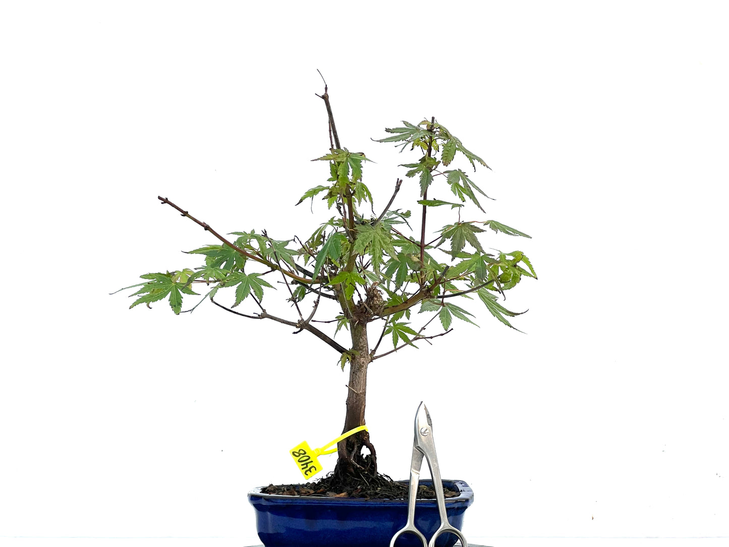 Acer Palmatum 3408