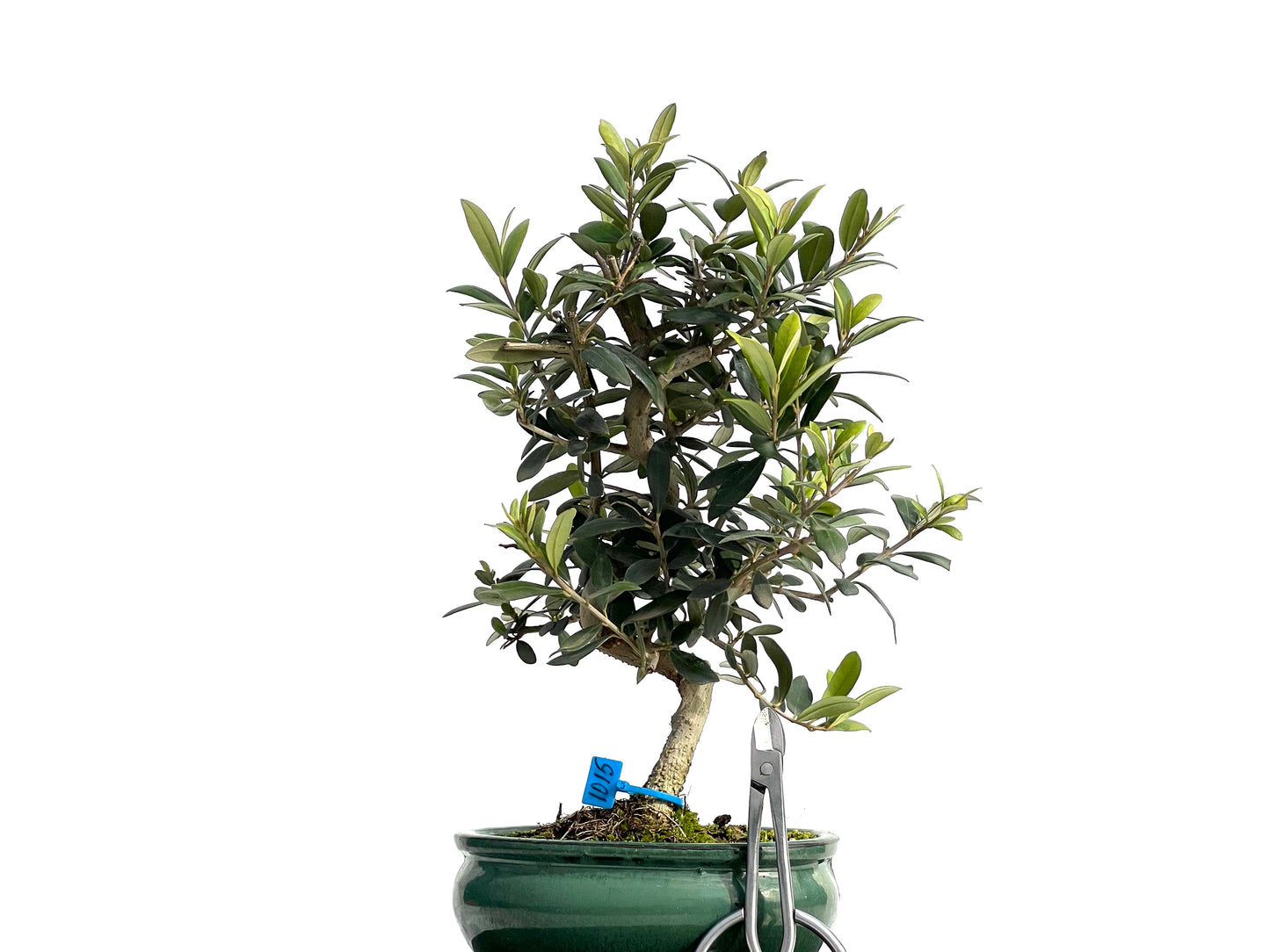Olea Europaea 1015