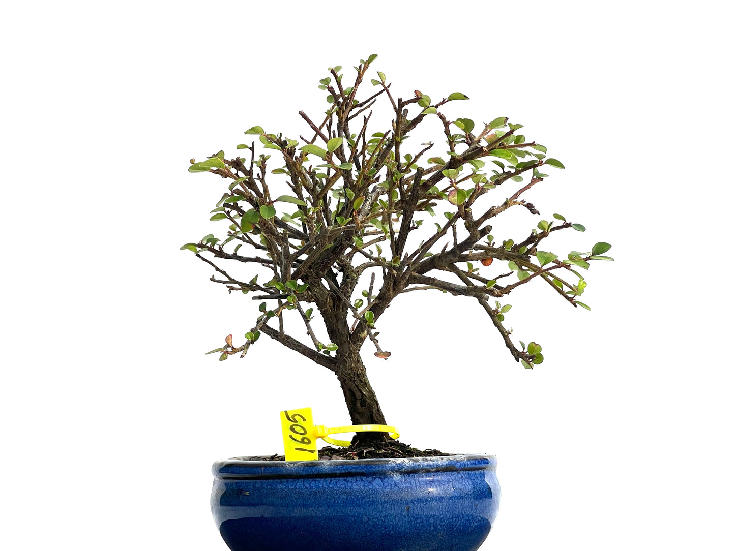 Cotoneaster Horizontalis 1605
