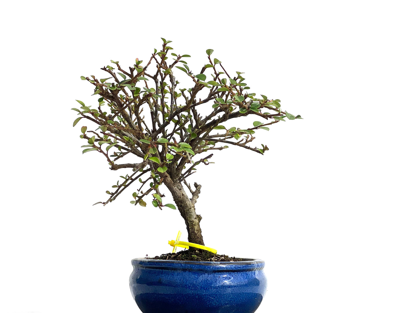 Cotoneaster Horizontalis 1605