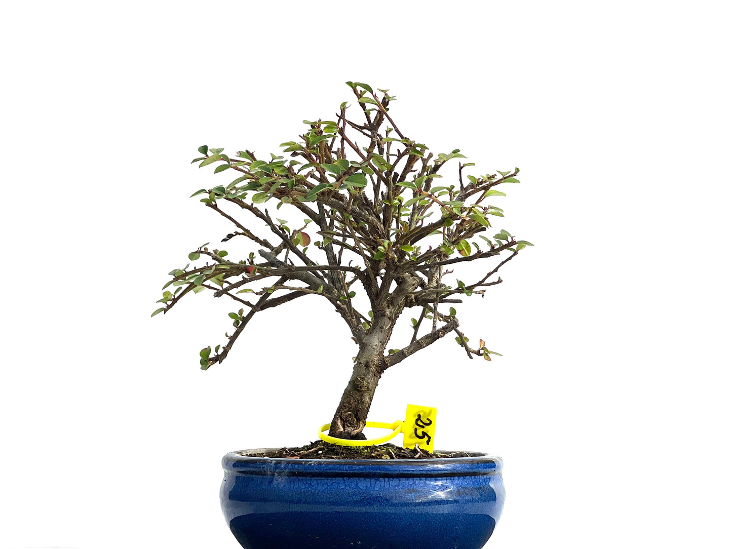 Cotoneaster Horizontalis 1605
