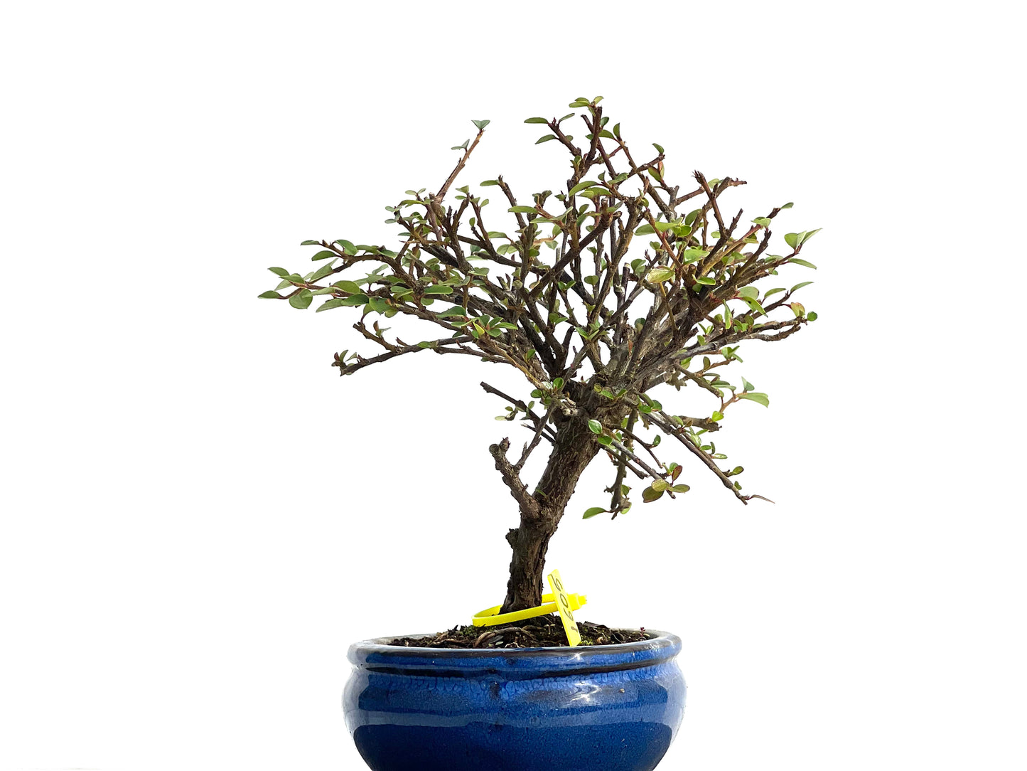 Cotoneaster Horizontalis 1605