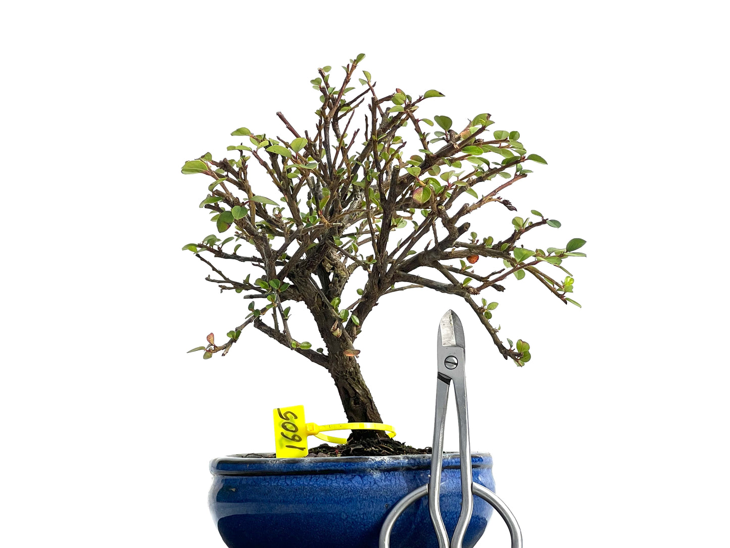 Cotoneaster Horizontalis 1605