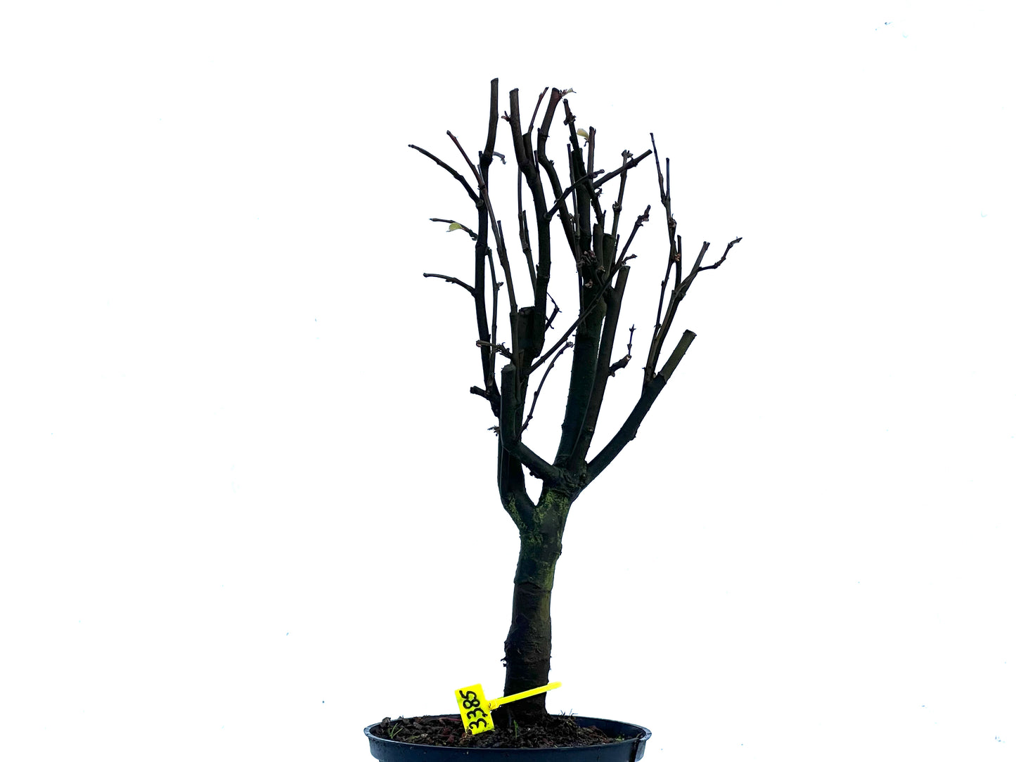 Pseudocidonia Sinensis 3385