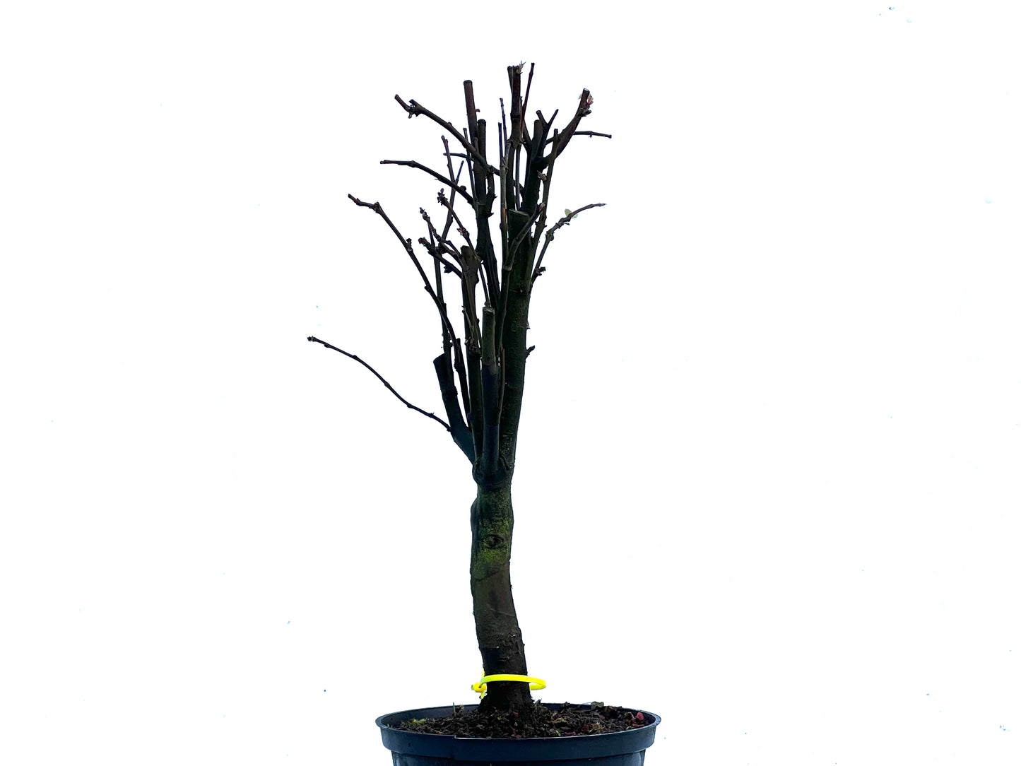 Pseudocidonia Sinensis 3385