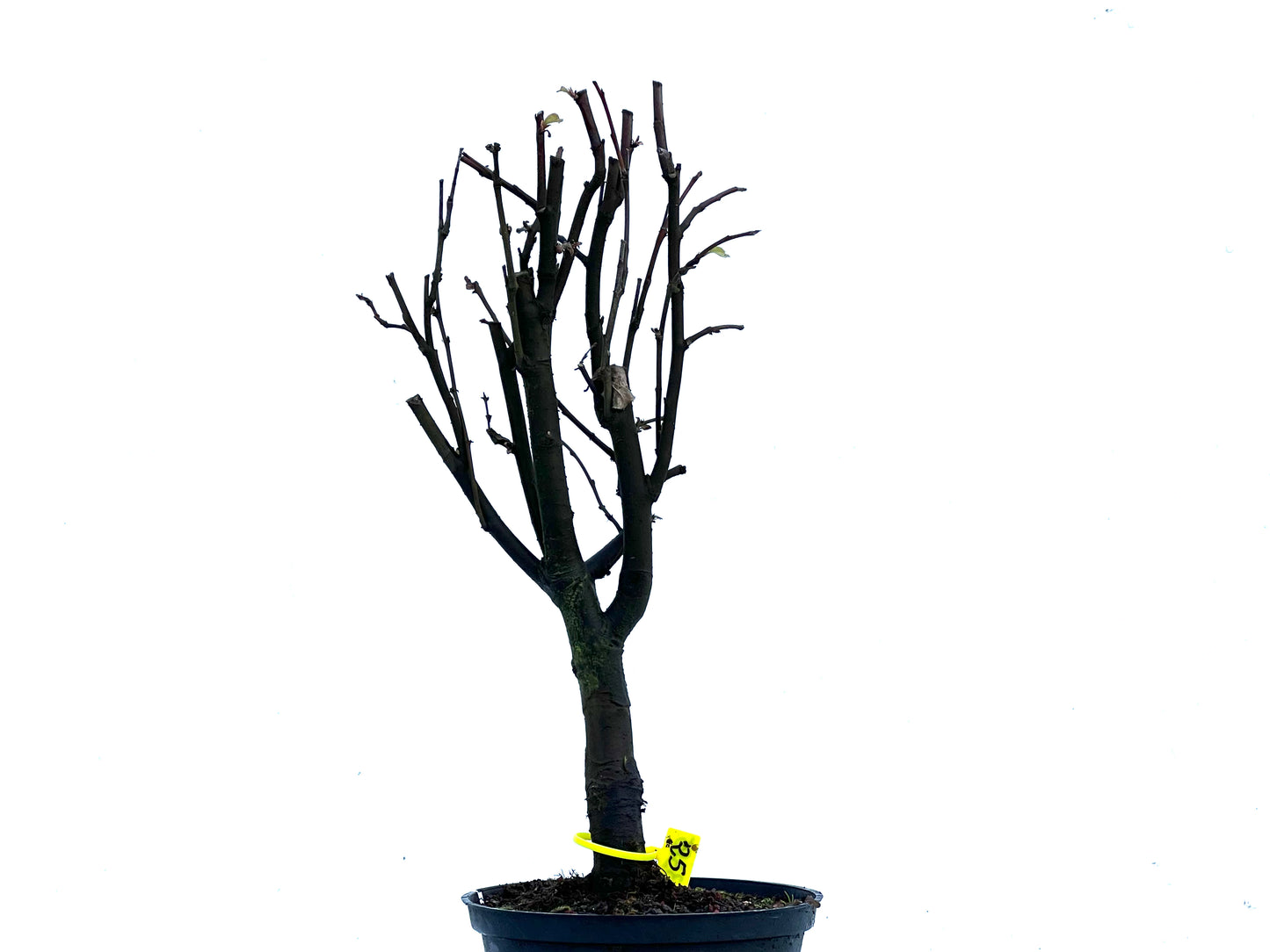 Pseudocidonia Sinensis 3385