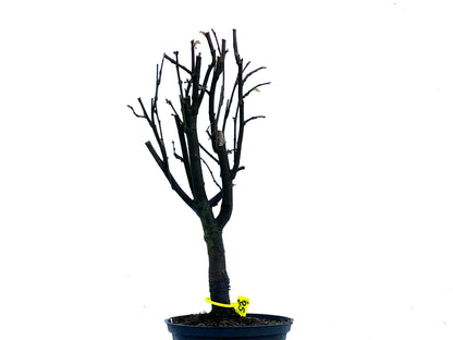 Pseudocidonia Sinensis 3385