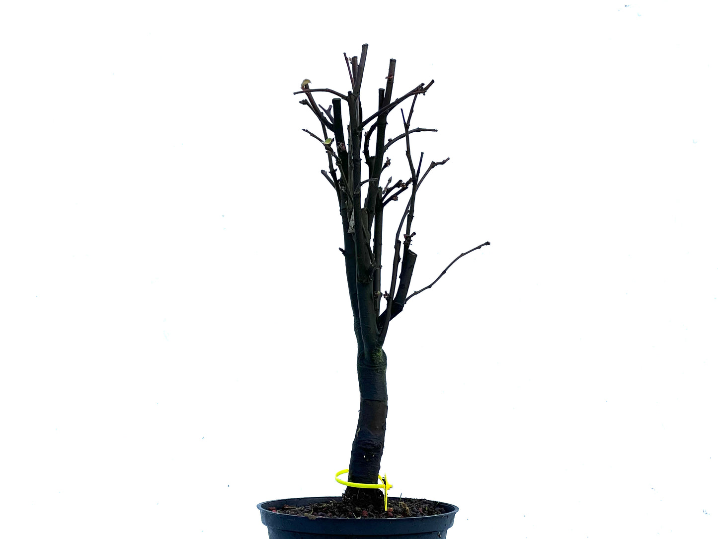 Pseudocidonia Sinensis 3385
