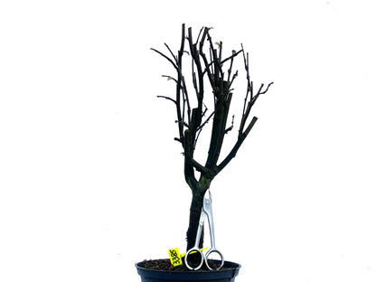 Pseudocidonia Sinensis 3385