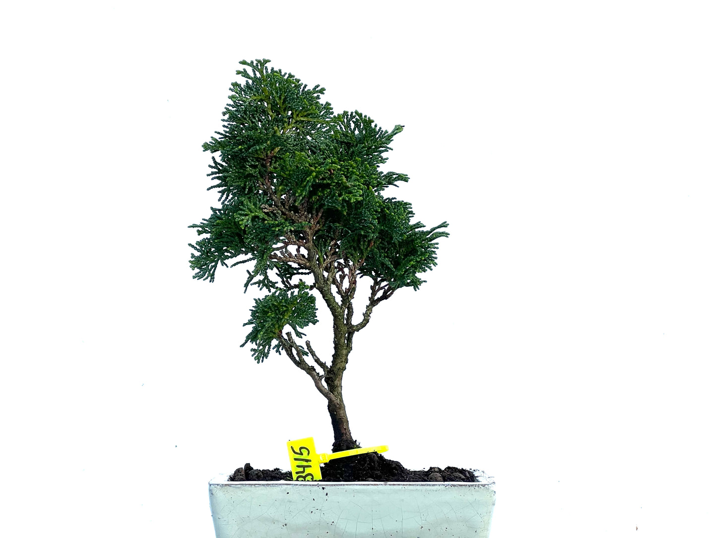 Chamaecyparis Obtusa Nana 3415