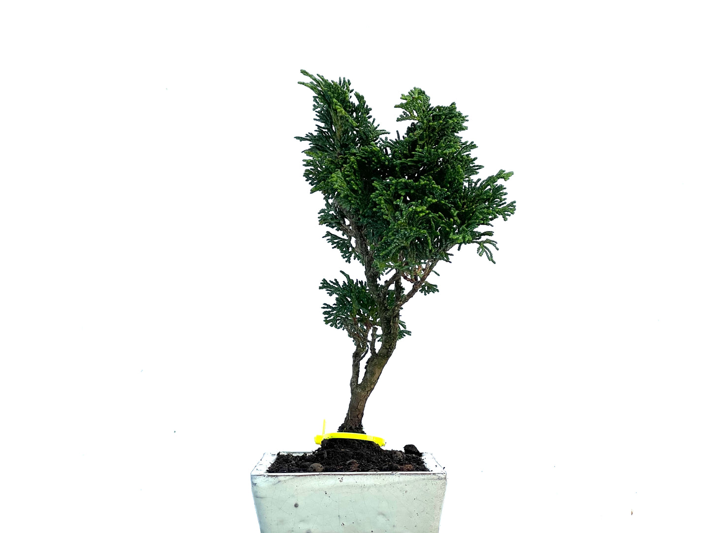 Chamaecyparis Obtusa Nana 3415