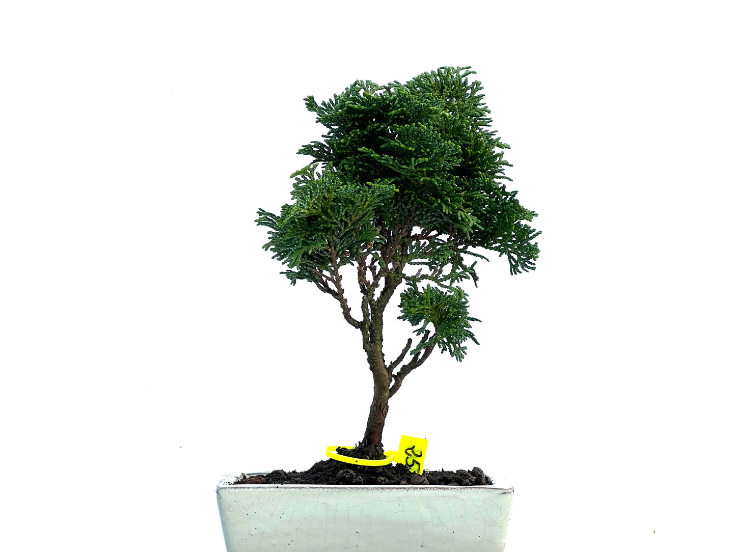 Chamaecyparis Obtusa Nana 3415