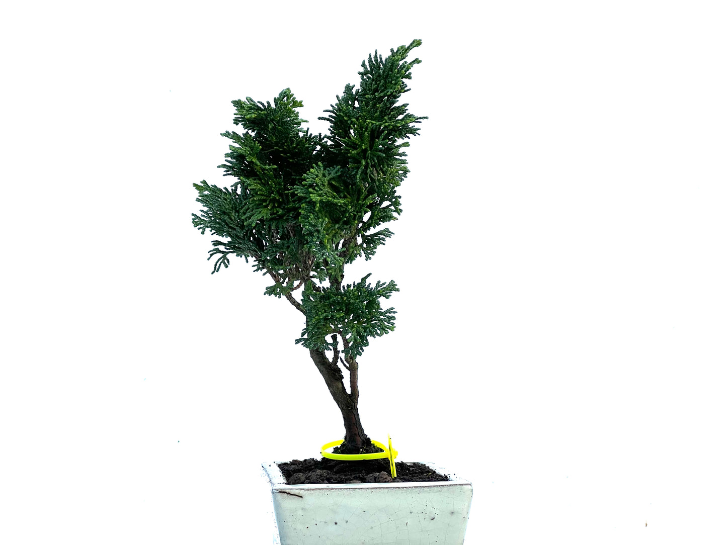 Chamaecyparis Obtusa Nana 3415