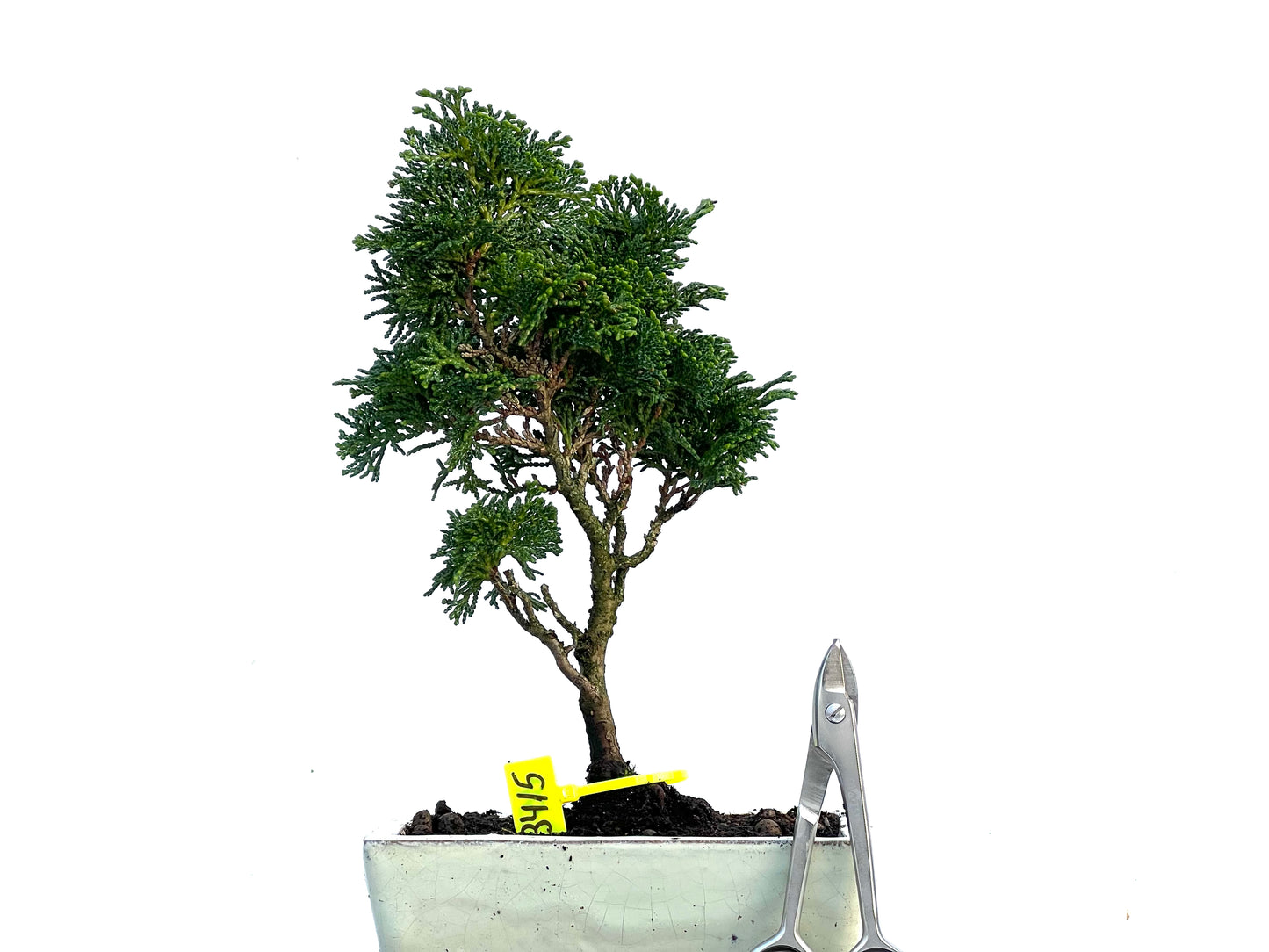 Chamaecyparis Obtusa Nana 3415