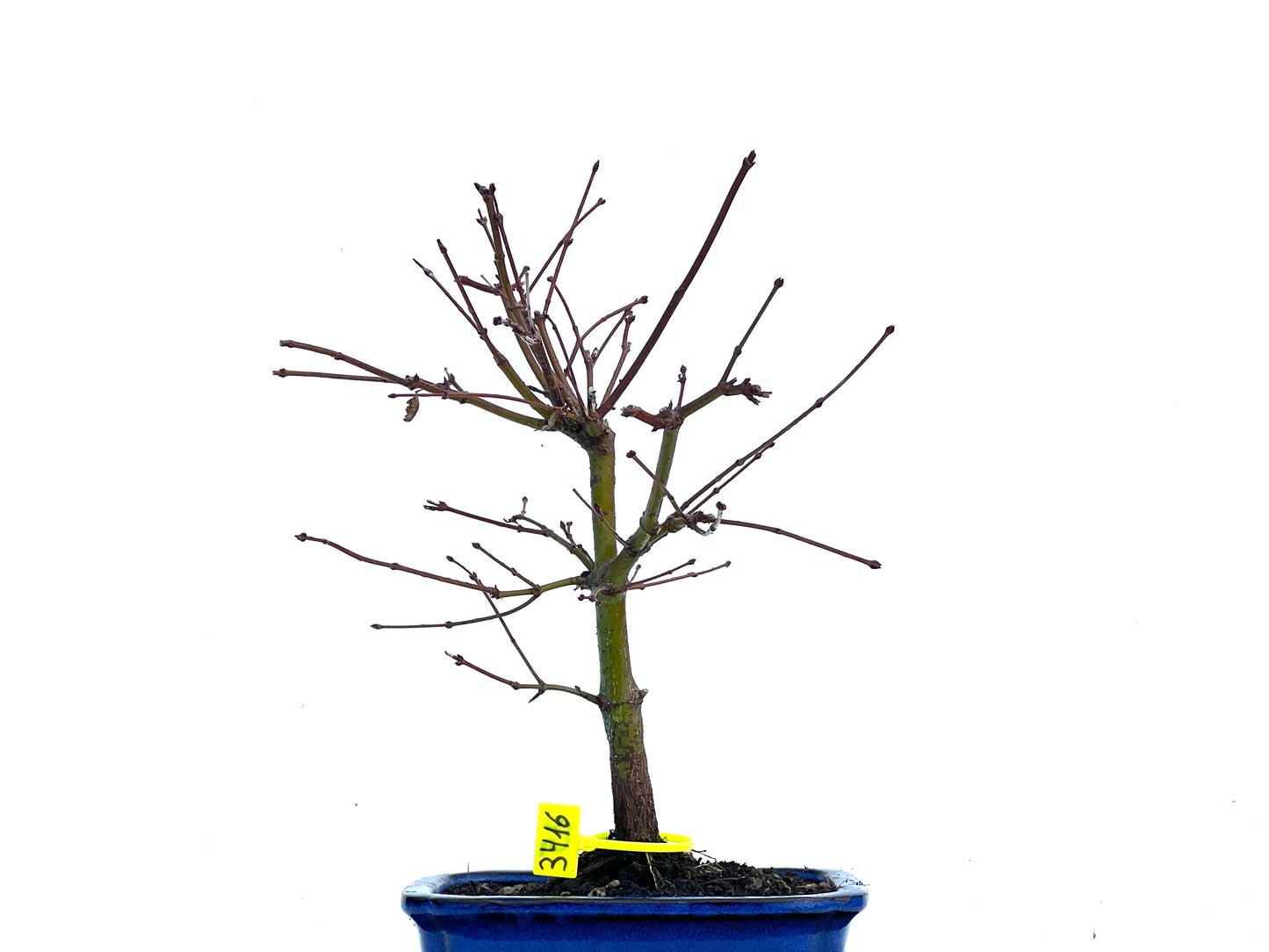 Acer Palmatum 3416