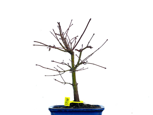 Acer Palmatum 3416
