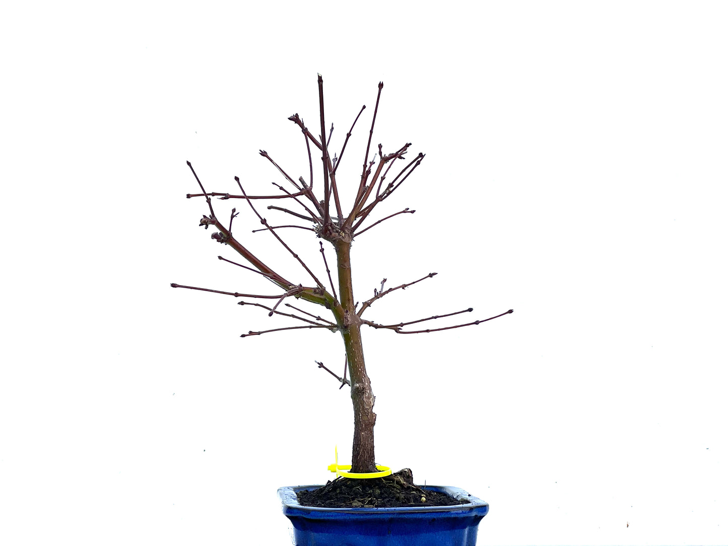 Acer Palmatum 3416