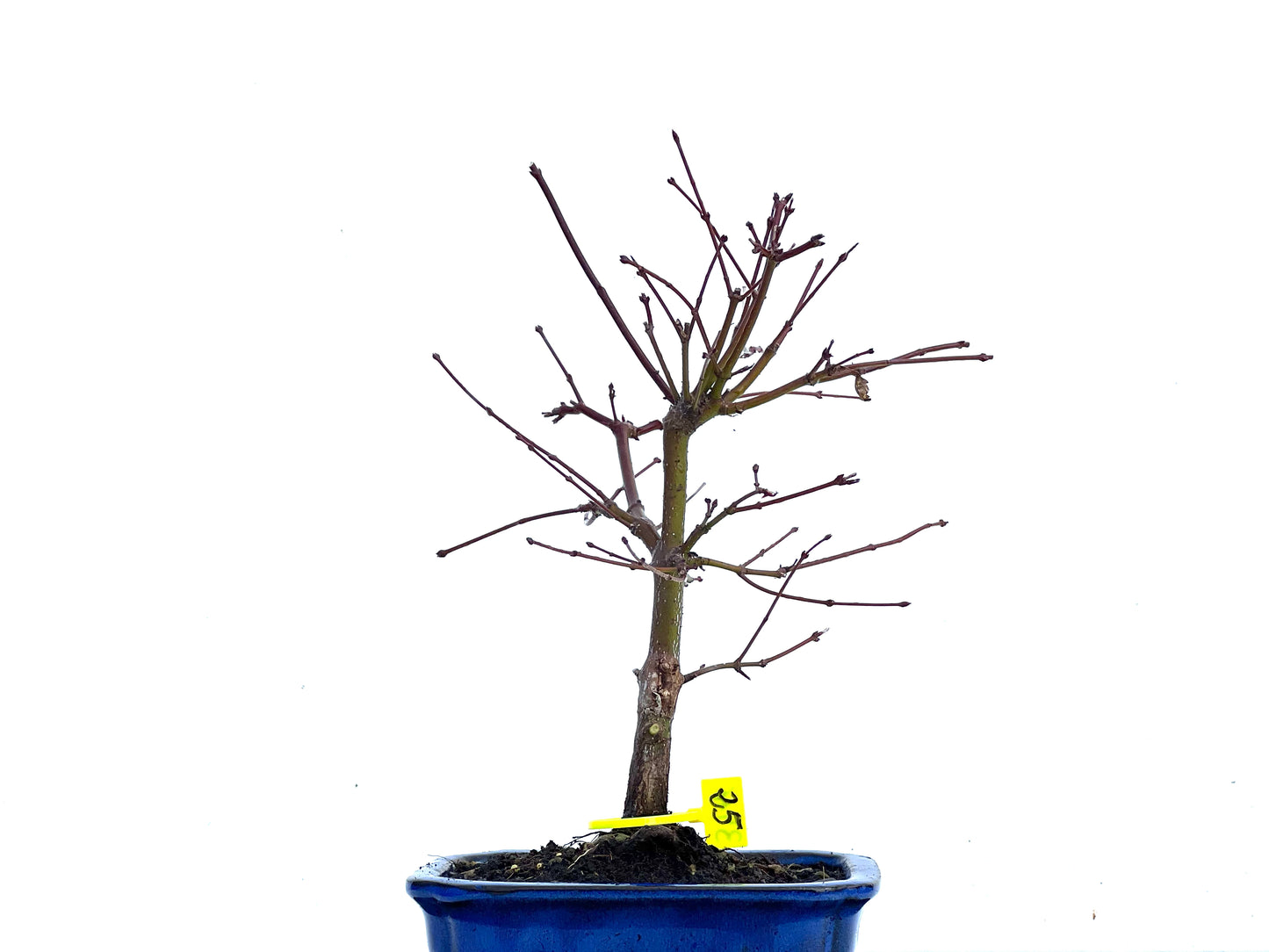 Acer Palmatum 3416