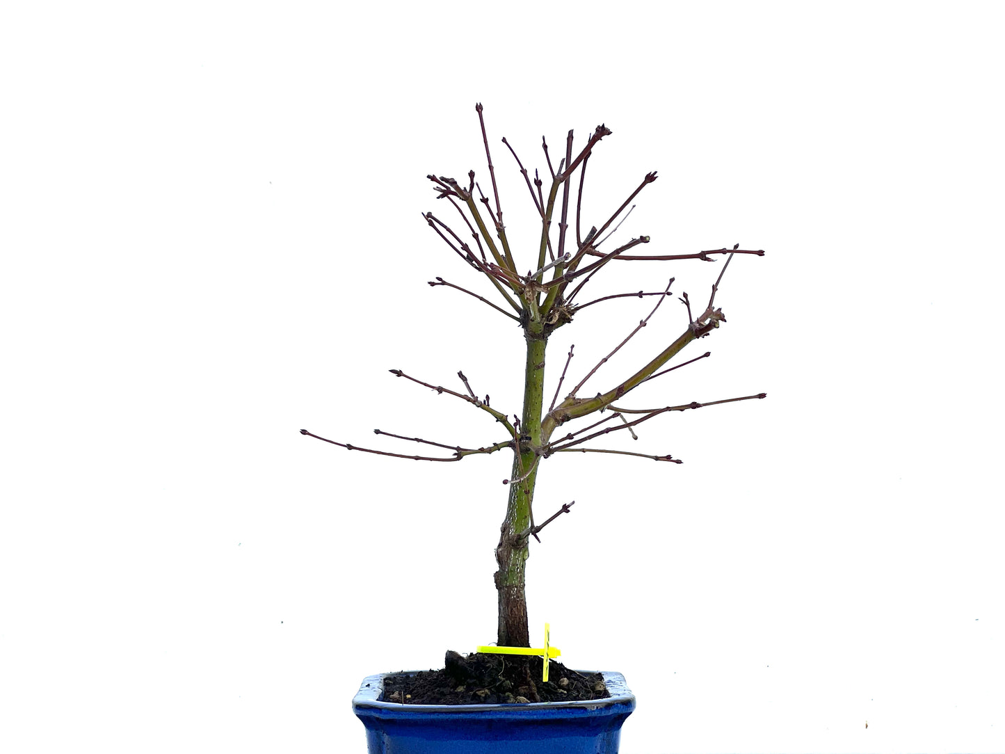 Acer Palmatum 3416