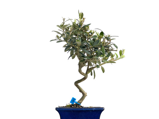 Olea Europaea 1264