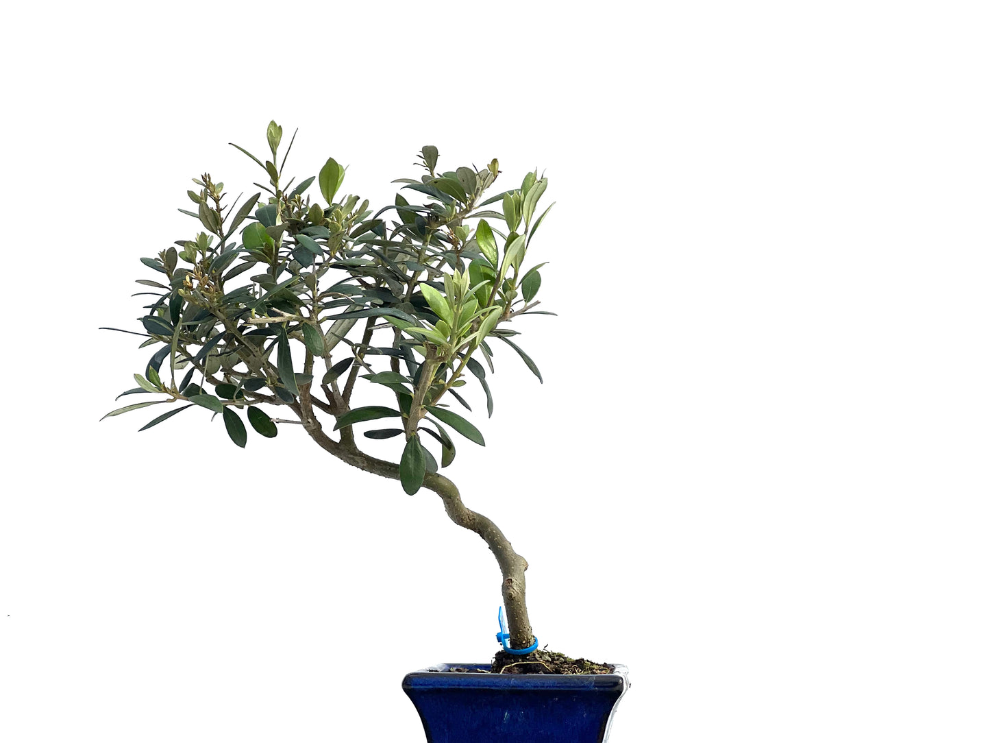 Olea Europaea 1264