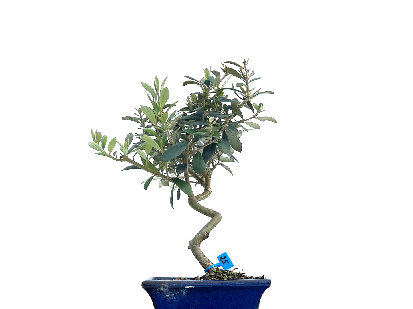 Olea Europaea 1264