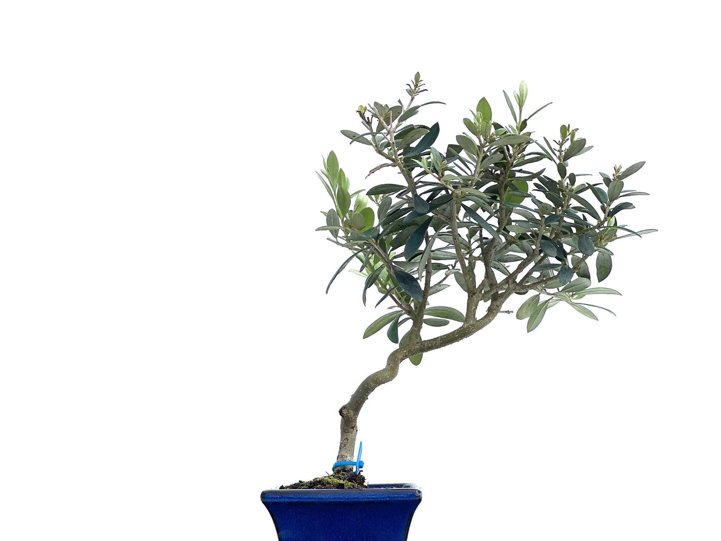 Olea Europaea 1264